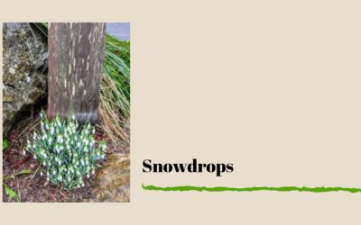 Snowdrops