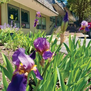 Irises in front of OICF