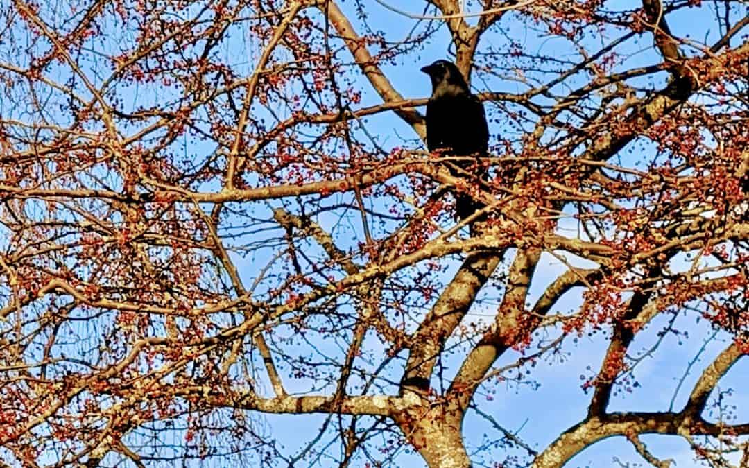 Large dark bird sitting in a tree filled with berries without any leaves with blue sky background