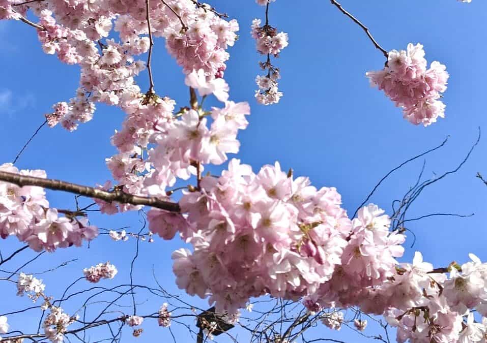 Close up of cherry blossoms on tree with blue sky in background